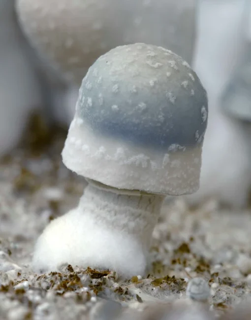 Albino Penis Envy (APE) 1/2 oz