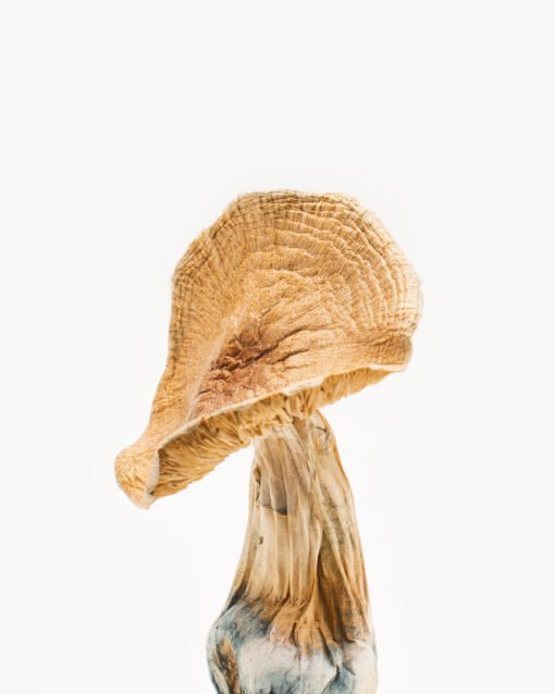 African Kobe Magic Mushrooms 1/2 oz