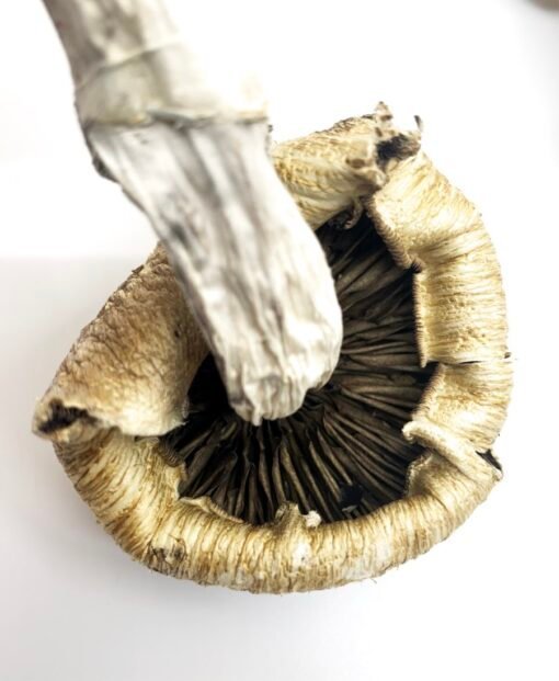 Lizard King Mushrooms 1/2 oz - Image 2