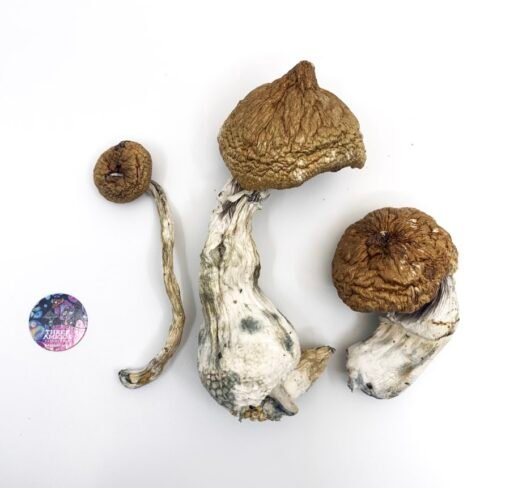 Lizard King Mushrooms 1/2 oz