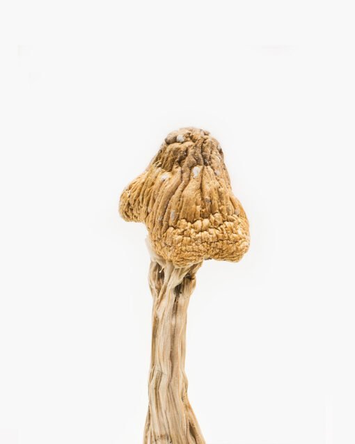 Tri-Colour Ecuadorian Magic Mushroom 1/2 oz