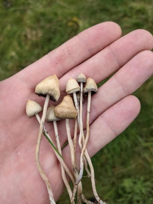 liberty cap mushroom 1/2 oz
