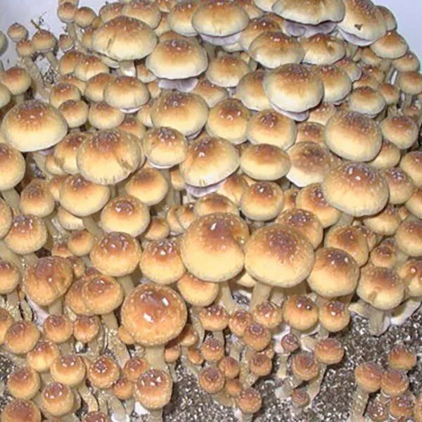 Creeper Magic Mushrooms 1/2 oz