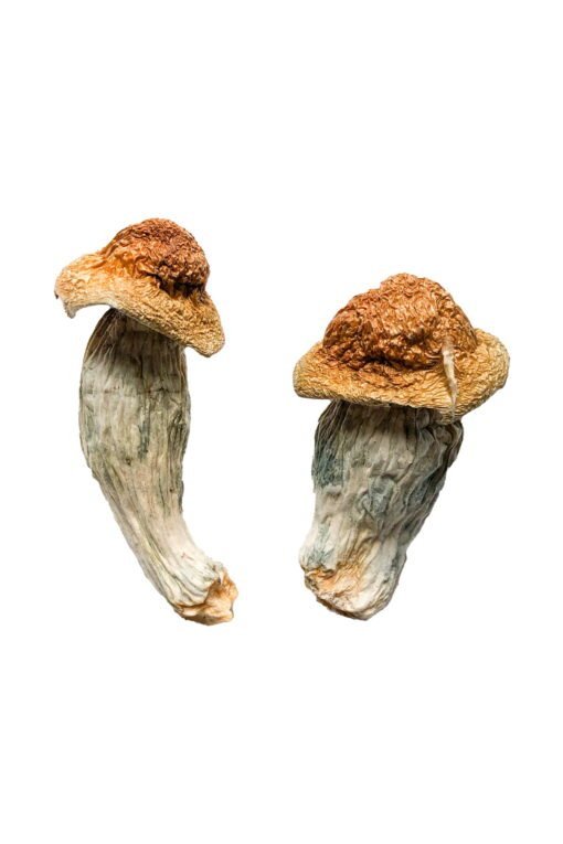 Melmac PE Magic Mushroom 1/2 oz - Image 2