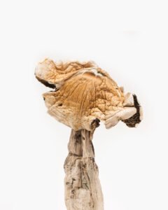 Amazonian Magic Mushroom 1/2 oz
