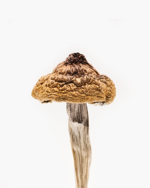 B+ Magic Mushrooms 1/2 oz - Image 2