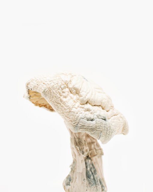 Avery’s Albino Magic Mushrooms 1/2 oz