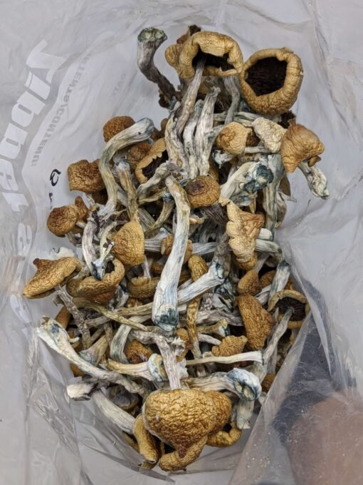 Blue Meanies Mushrooms 1/2 oz - Image 2
