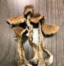 B+ Magic Mushrooms 1/2 oz