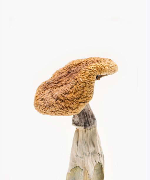 Golden Teachers Magic 1/2 oz - Image 2